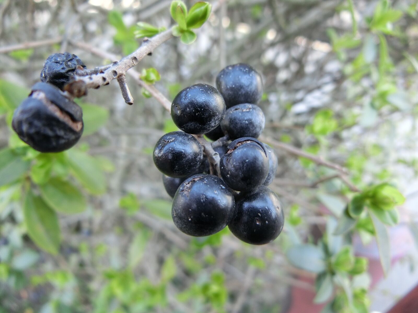 CASIO EX-ZR750 sample photo. Berries, dark blue, branches photography