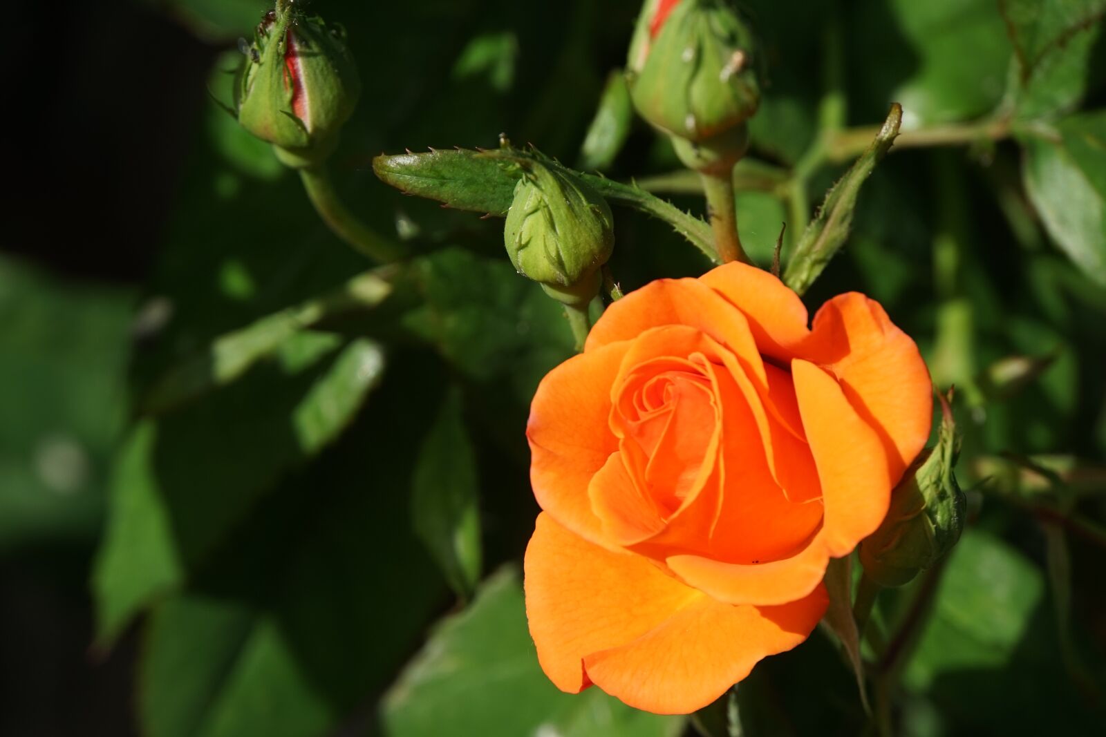Sony E 18-200mm F3.5-6.3 OSS sample photo. Rose, flower, blossom photography