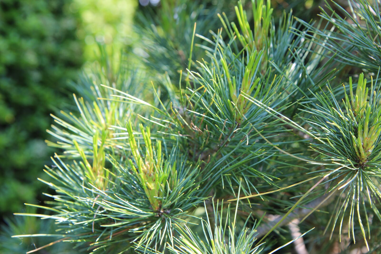 Canon EOS 600D (Rebel EOS T3i / EOS Kiss X5) sample photo. Pine, maritime pine, pinewood photography