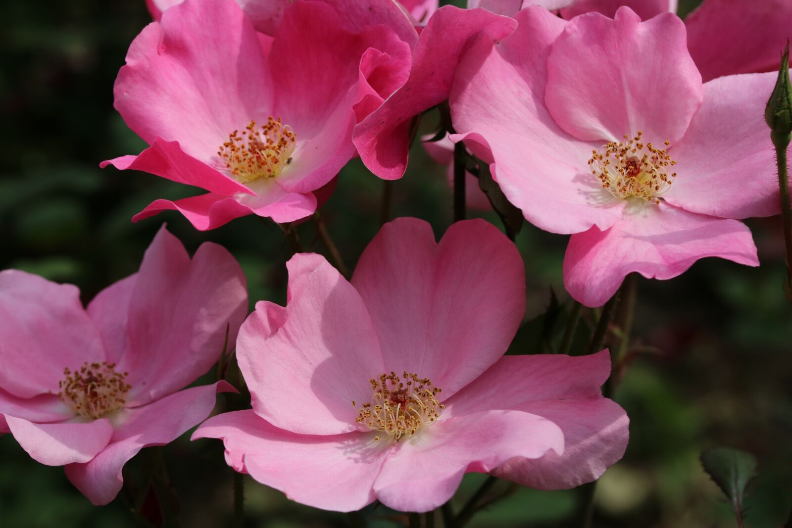 Canon EOS 750D (EOS Rebel T6i / EOS Kiss X8i) sample photo. Rose, rose festival, park photography