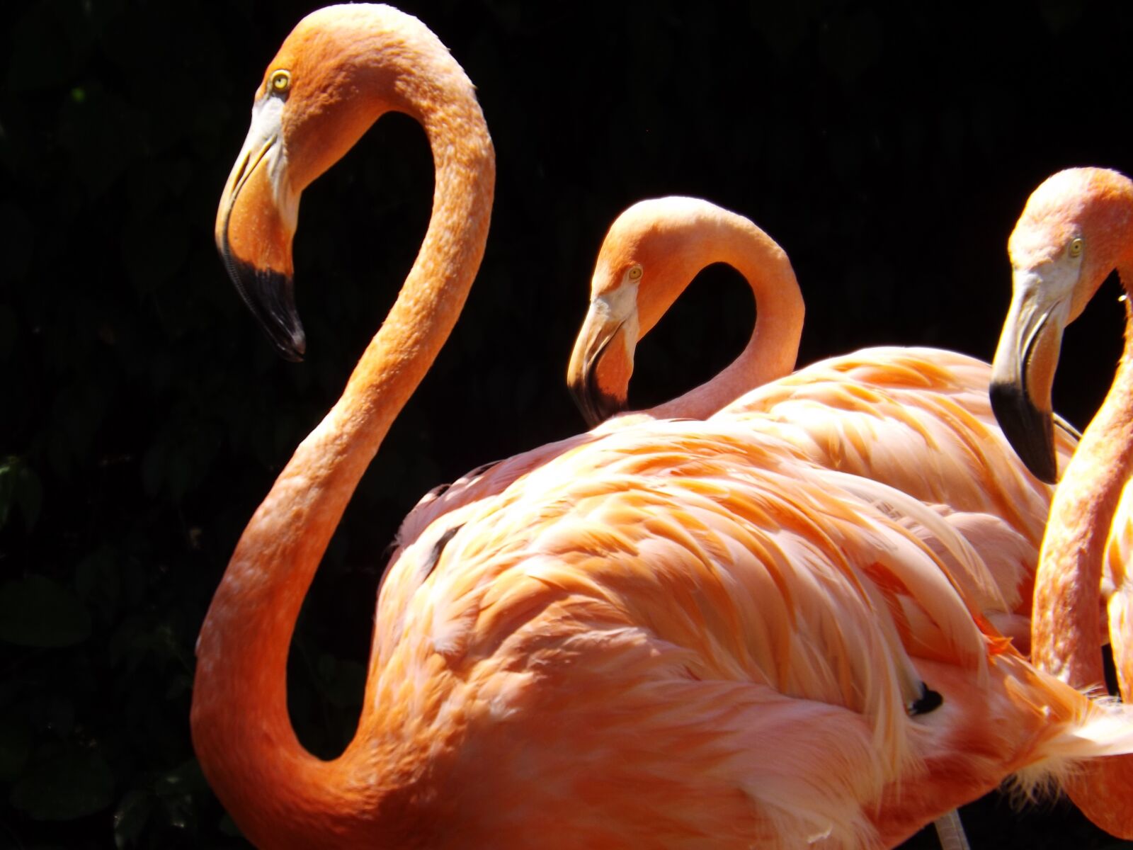 Fujifilm FinePix S4500 sample photo. Flamingoes, zoo, n photography
