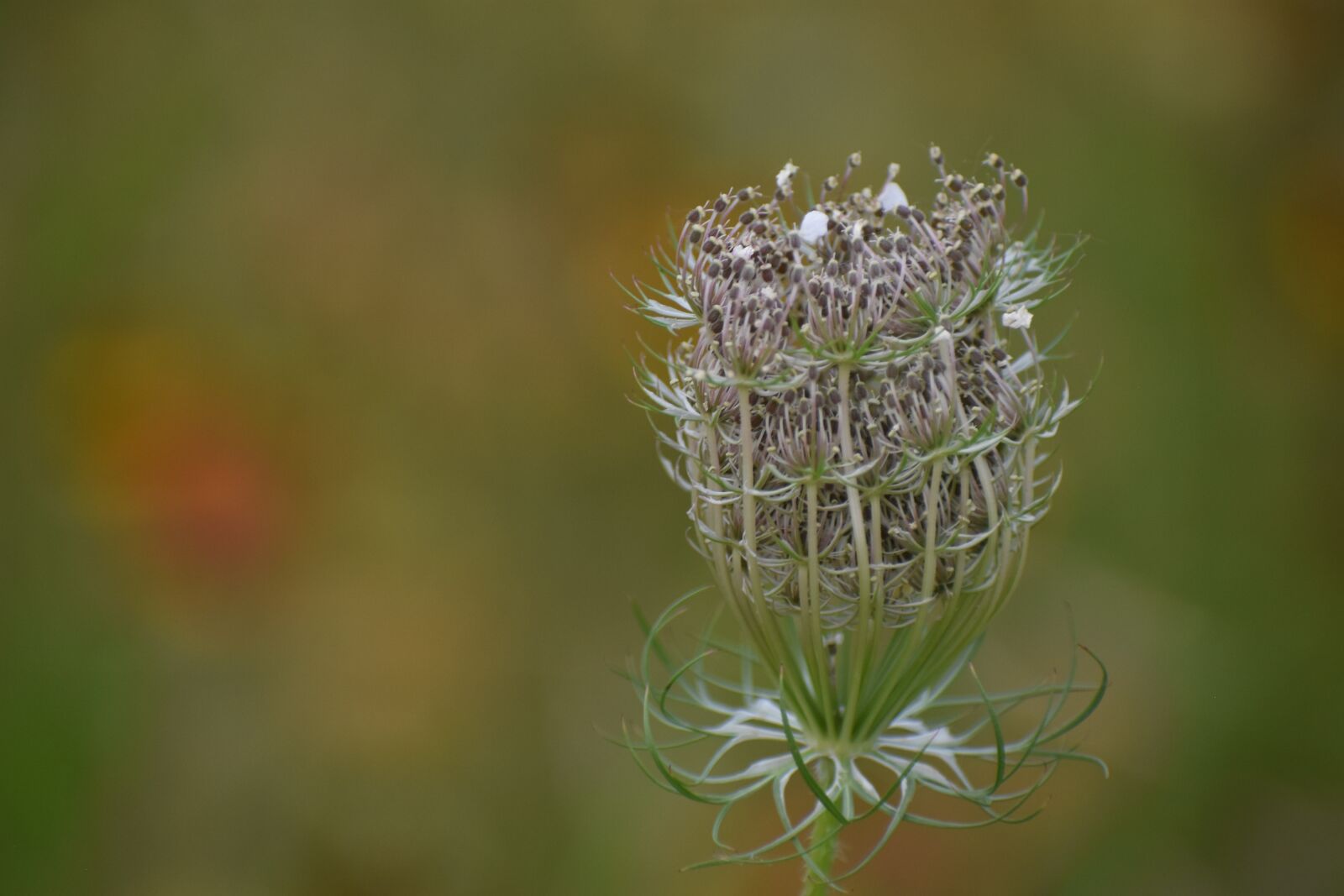 Nikon D7200 sample photo. Nature, flower, flora photography