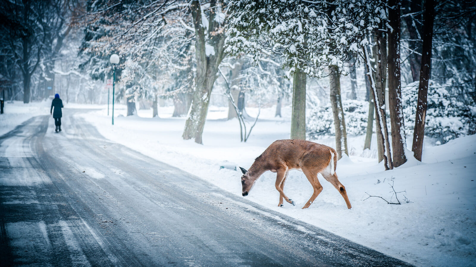 Canon EF 24-105mm F4L IS USM sample photo. Animal, deer, road, snow photography