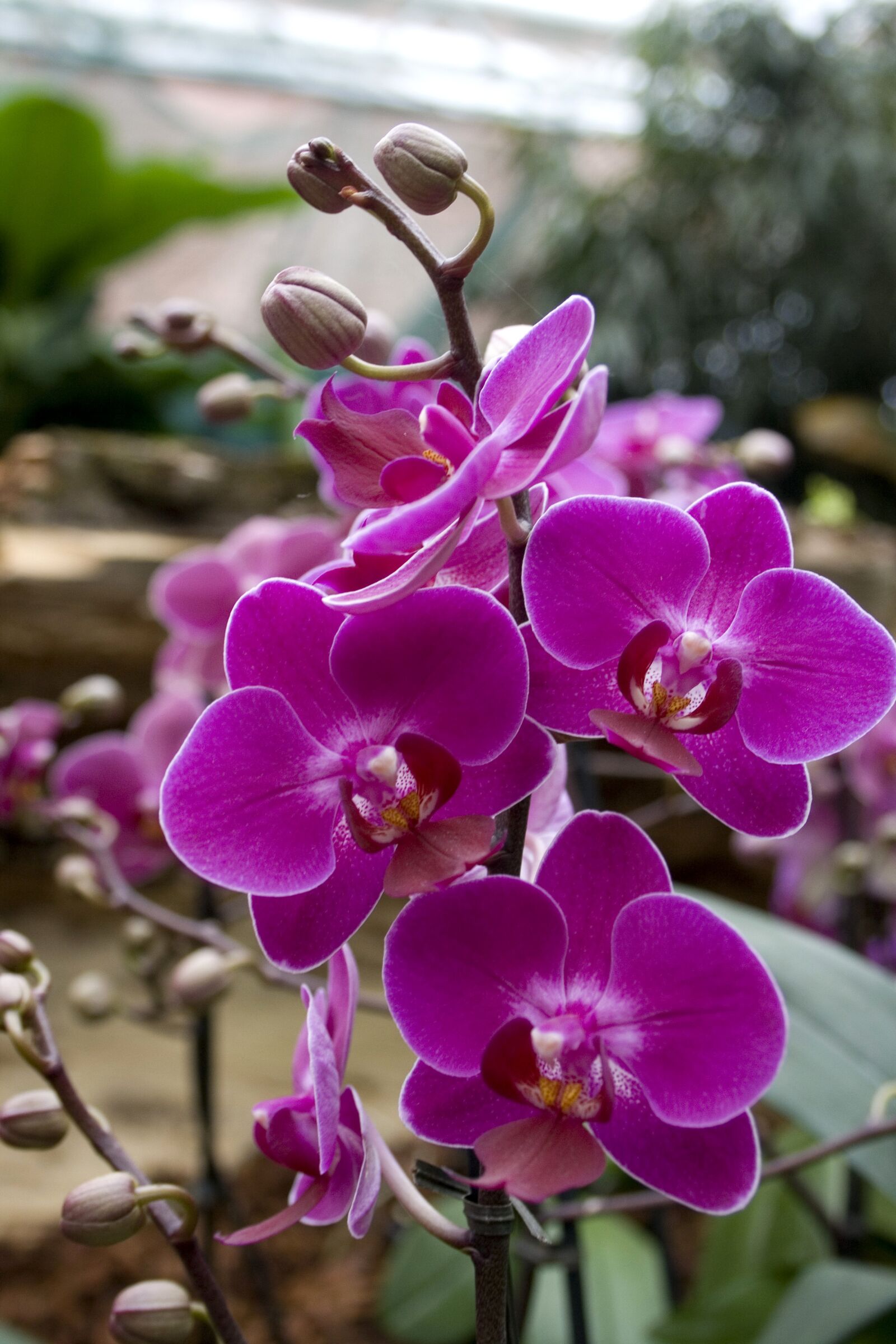 Canon EOS 400D (EOS Digital Rebel XTi / EOS Kiss Digital X) sample photo. Orchids, flowers, blossom photography