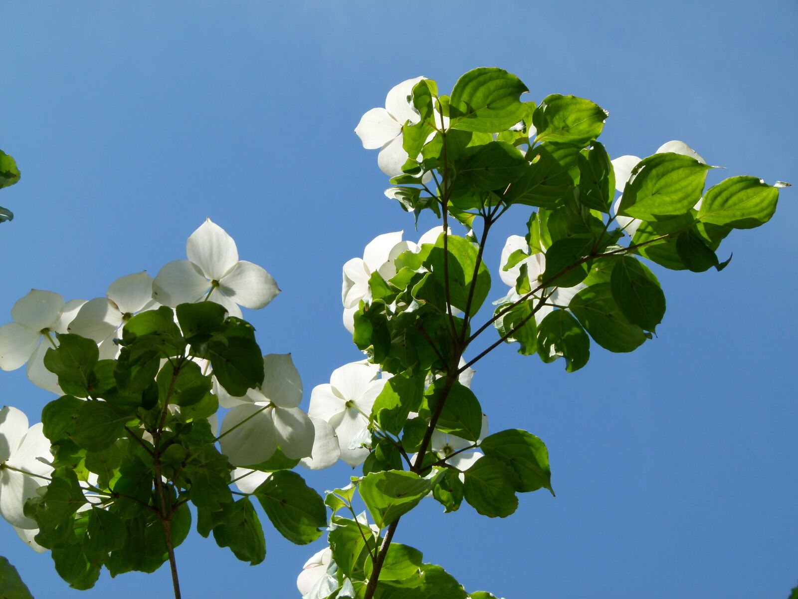 Panasonic Lumix DMC-FZ100 sample photo. Tree, flowering, spring photography