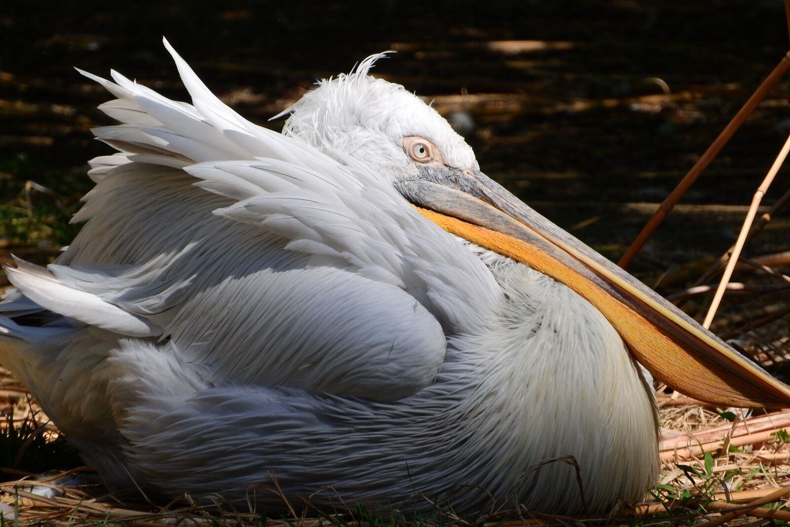 Nikon Coolpix P610 sample photo. Pelican, feather, waterfowl photography