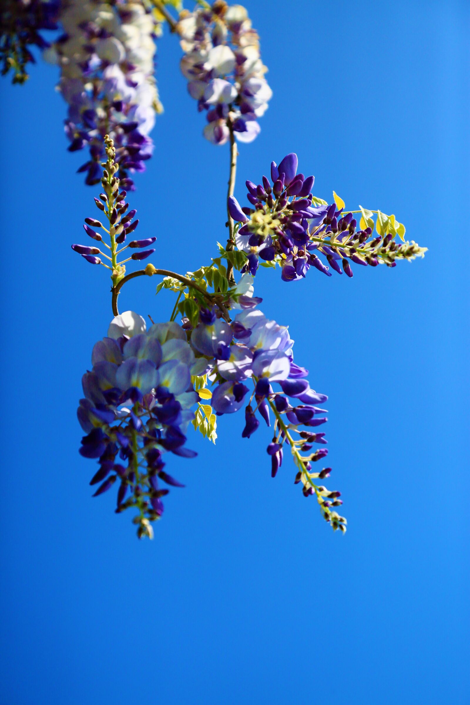 Canon EF 24-105mm F4L IS USM sample photo. Flower, spring, nature photography
