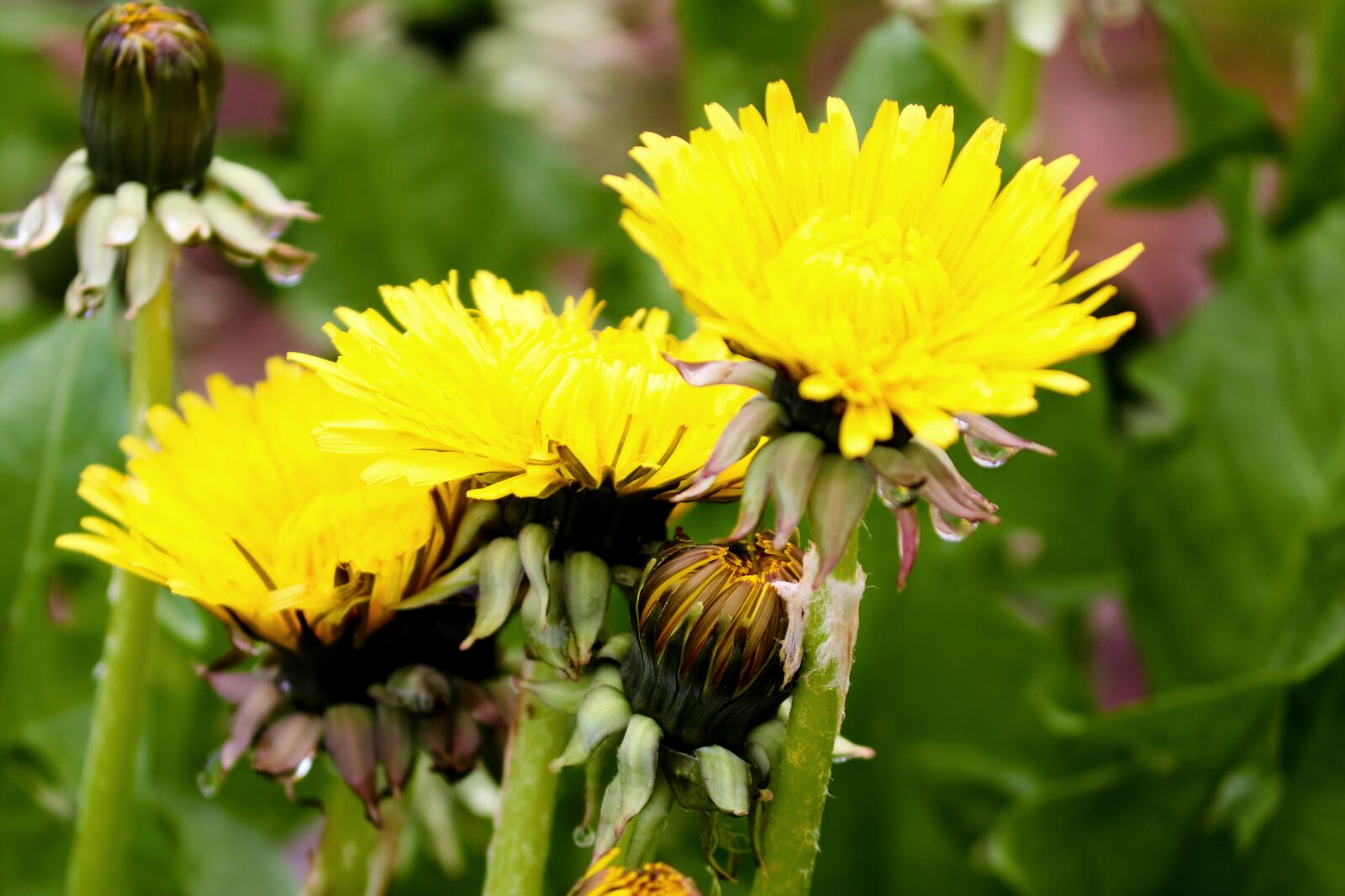 Canon EOS 200D (EOS Rebel SL2 / EOS Kiss X9) sample photo. Dandelion, flowers, bud photography