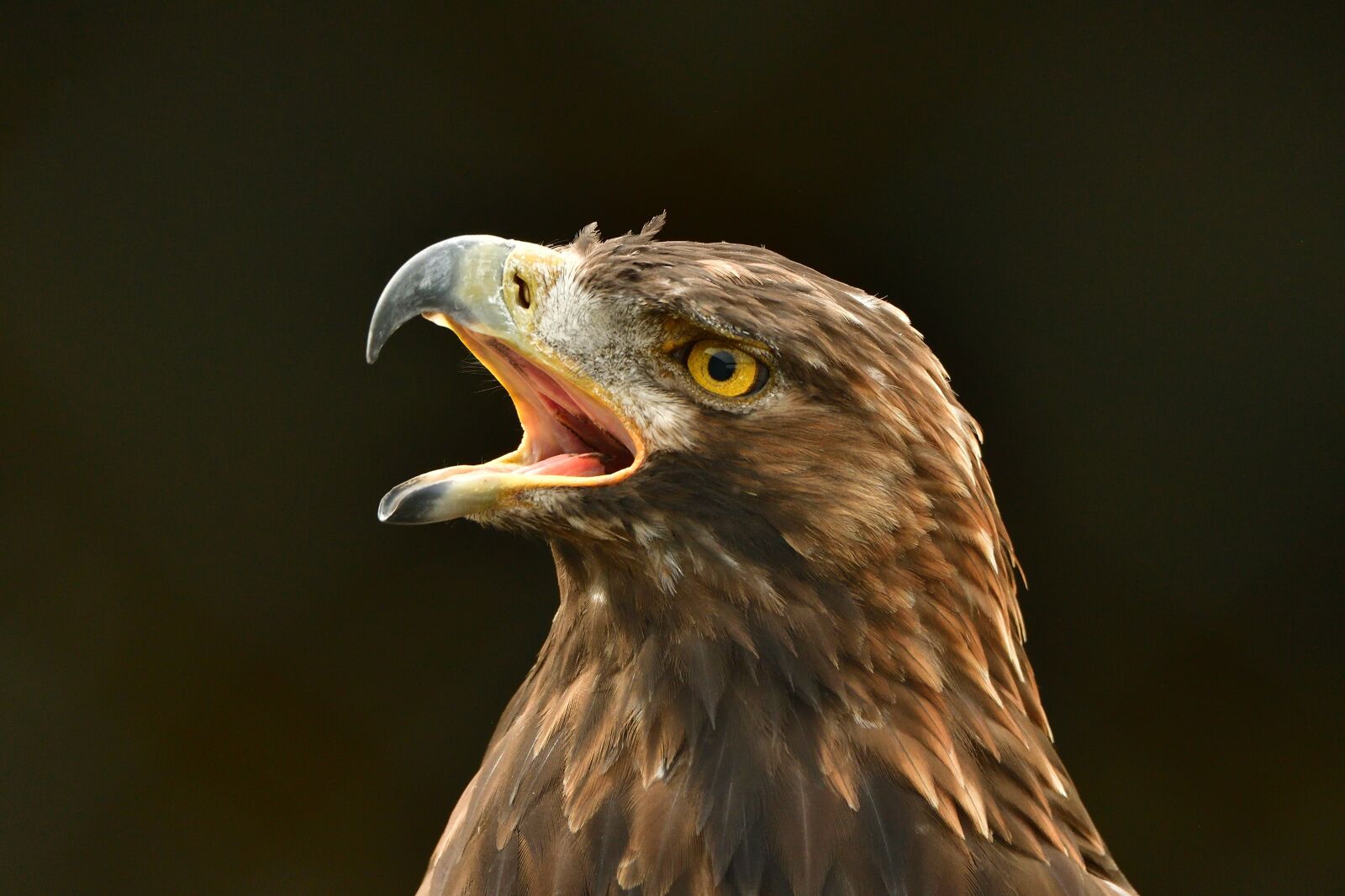 Nikon D500 sample photo. Adler, bird, bird of photography