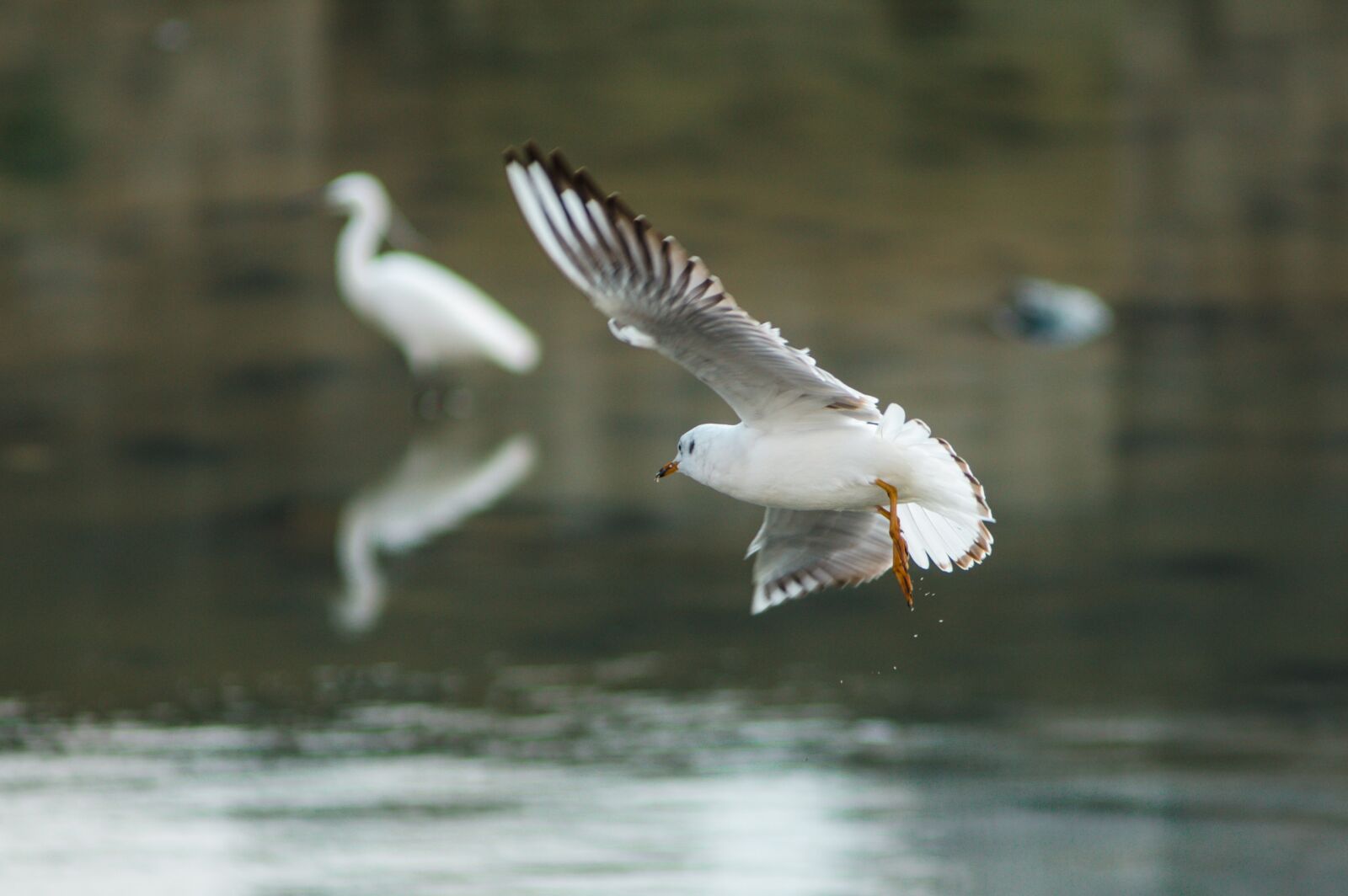 Nikon D7000 sample photo. Seagull, new, flight photography