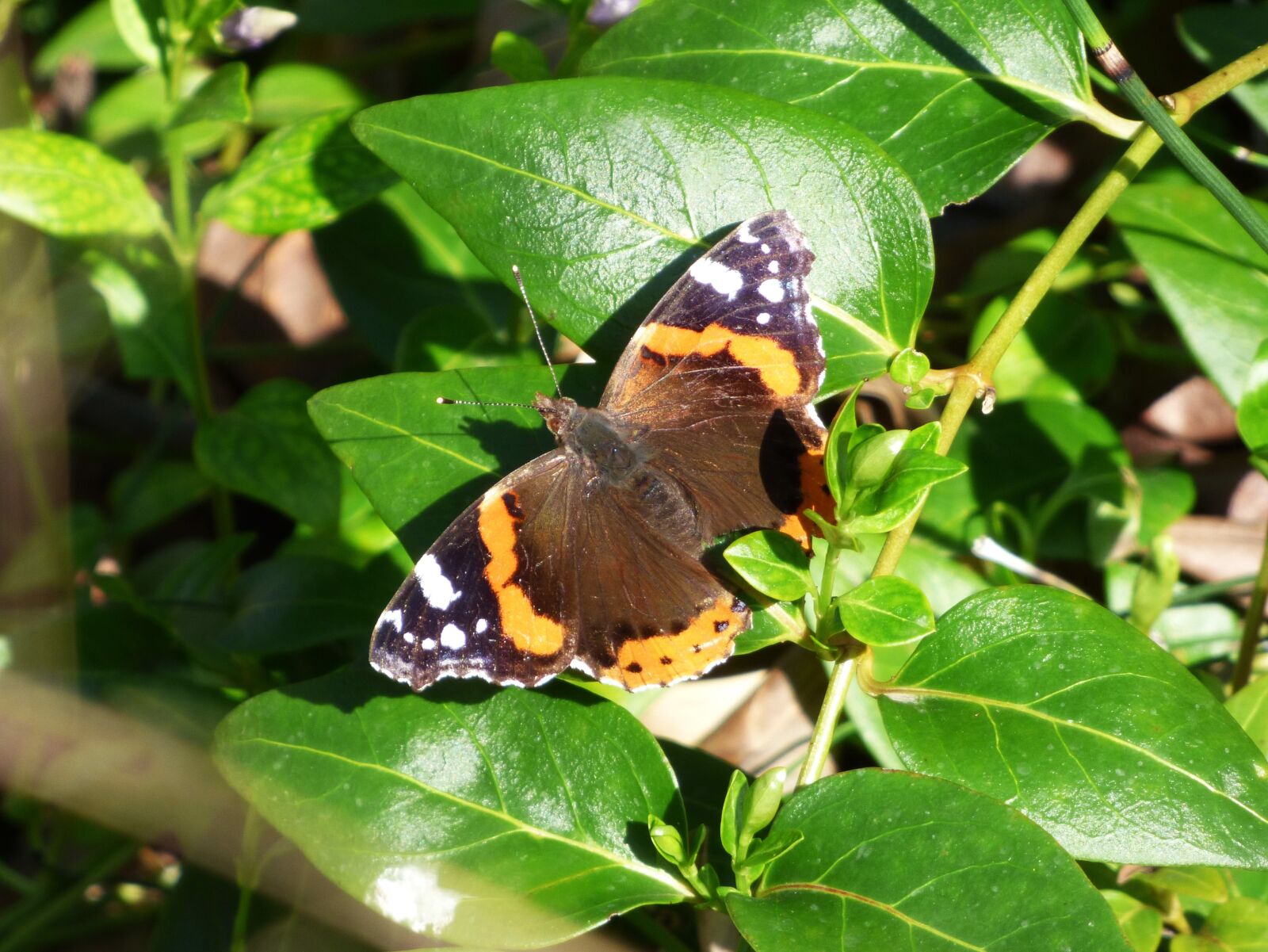 Panasonic Lumix DMC-FZ70 sample photo. Atalanta, butterfly, vanessa atalanta photography