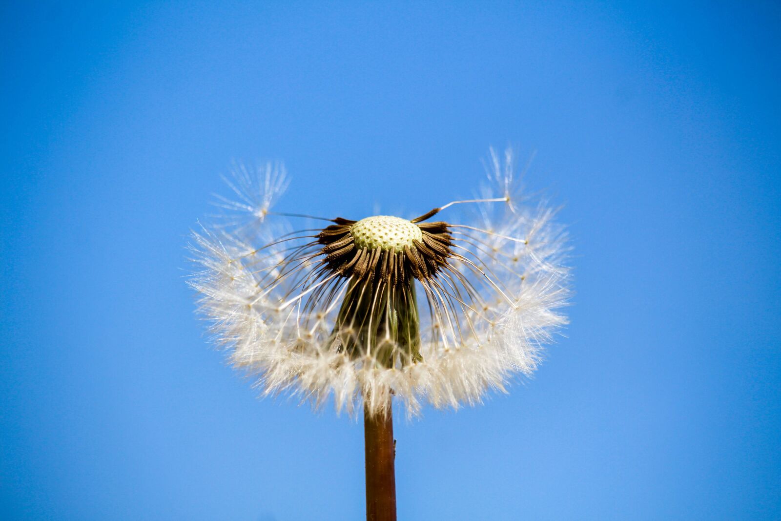 Canon EOS 700D (EOS Rebel T5i / EOS Kiss X7i) sample photo. Dandelion, downy, sky photography