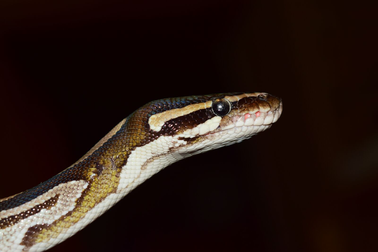 Nikon D5300 sample photo. Snake, ball python, python photography
