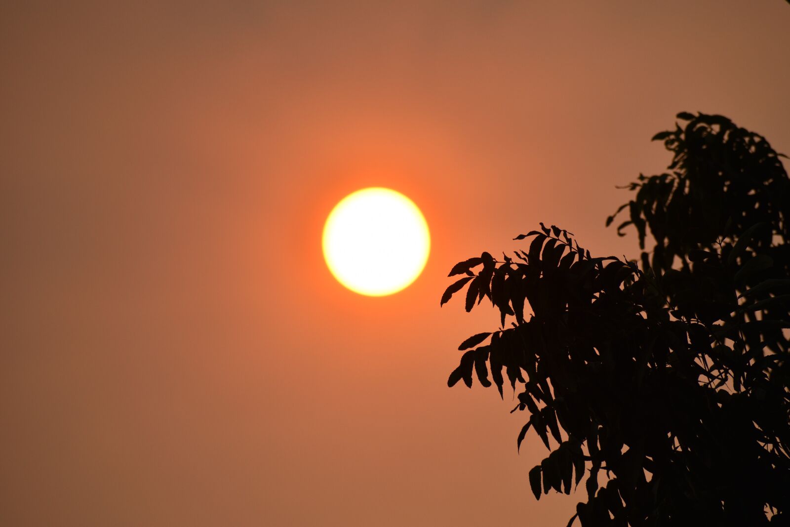 Nikon D3500 sample photo. Sun, heat wave, summer photography