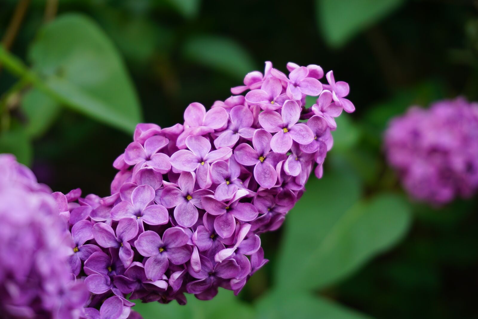 Sony a6000 sample photo. Lilac flower, purple, spring photography