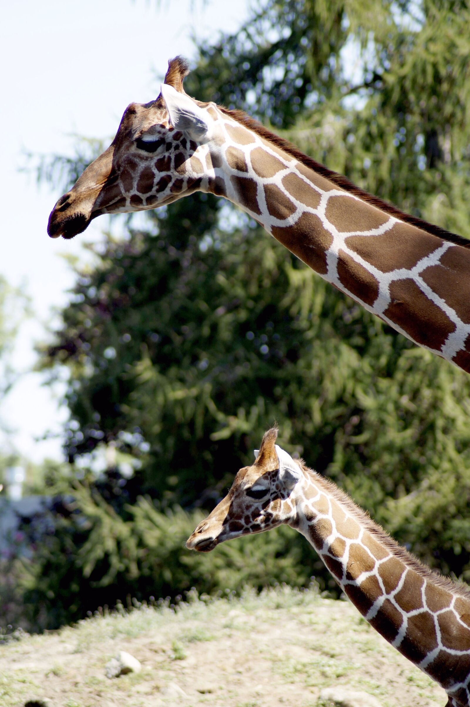 Sony SLT-A58 sample photo. Giraffe, animal, animal portrait photography