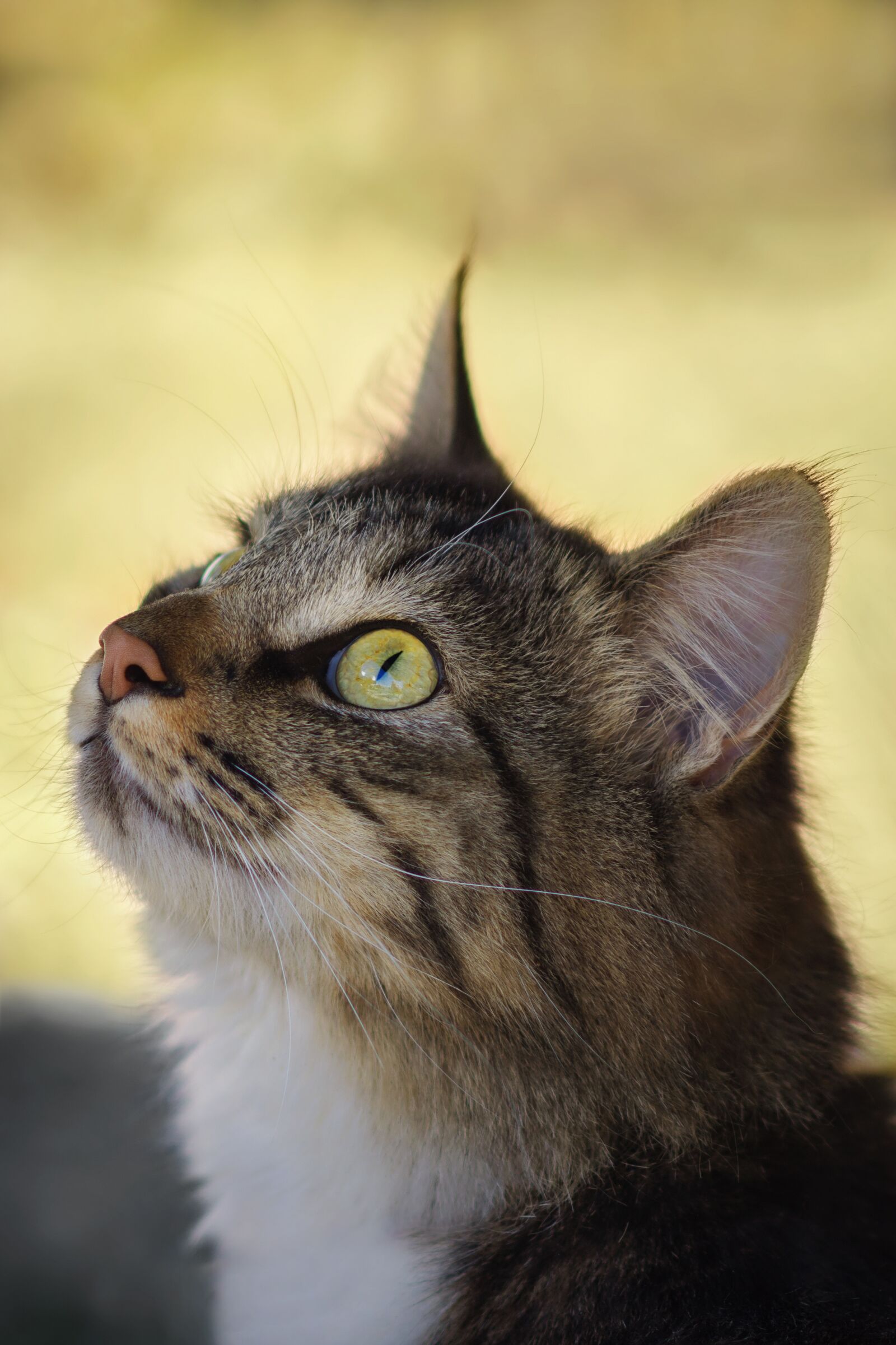 Nikon D7200 sample photo. Animal, cat, mammal photography