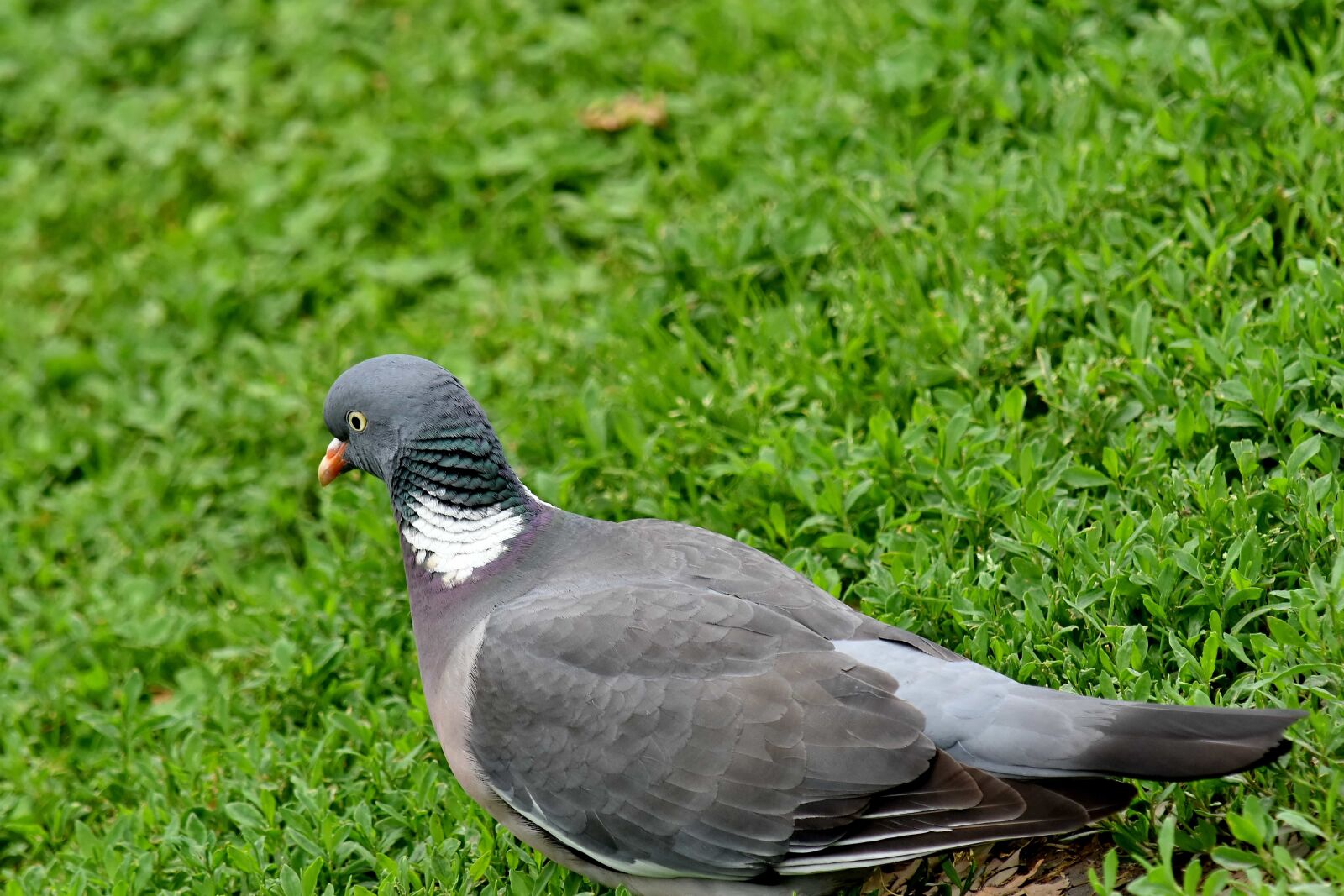 Nikon D5500 sample photo. Grey, head, pigeon, beak photography