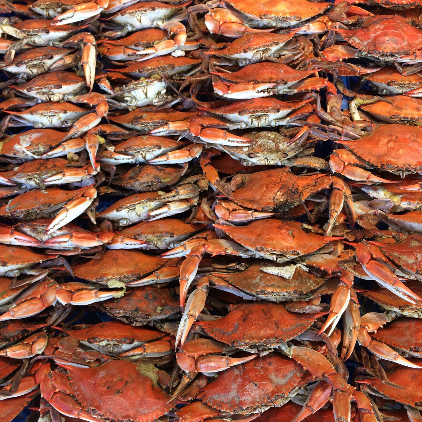 iPhone 5s back camera 4.15mm f/2.2 sample photo. Crab, crabs, seafood, seafood photography