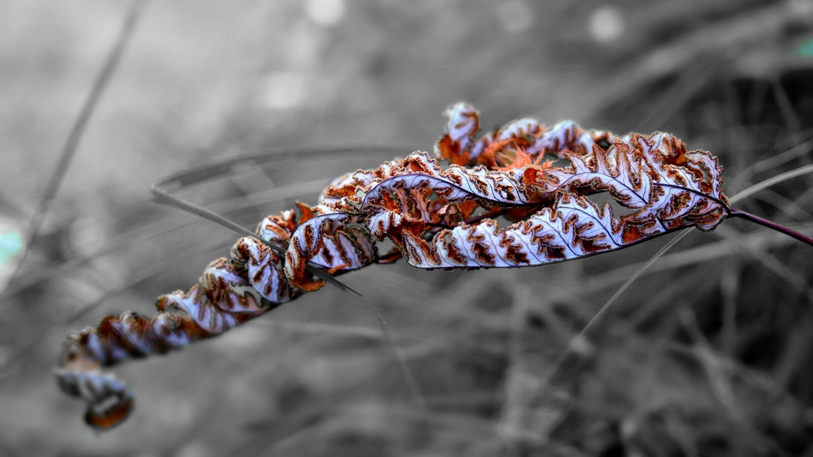 Nikon D5300 sample photo. Dry, fern, autumn photography