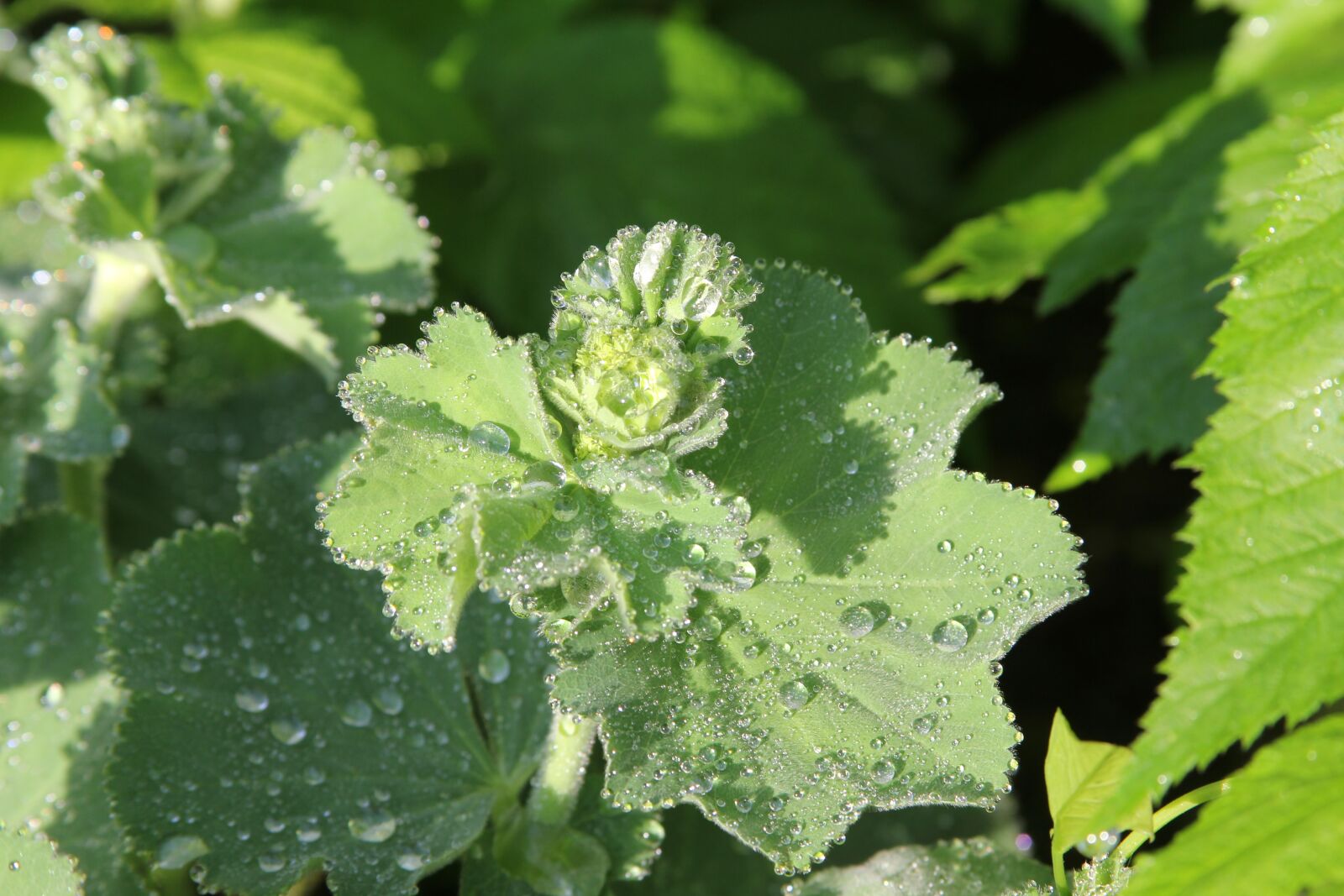 Canon EF 28-135mm F3.5-5.6 IS USM sample photo. Plant, nature, leaf photography