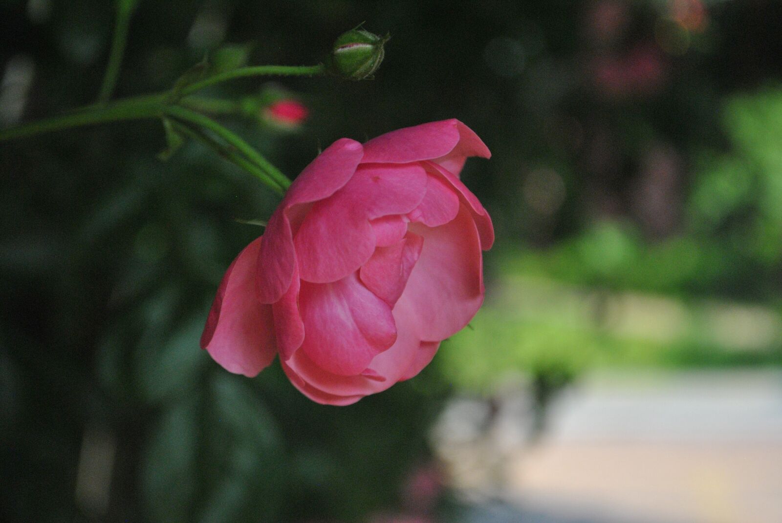 Nikon D3000 sample photo. Beautiful, rose, pink photography