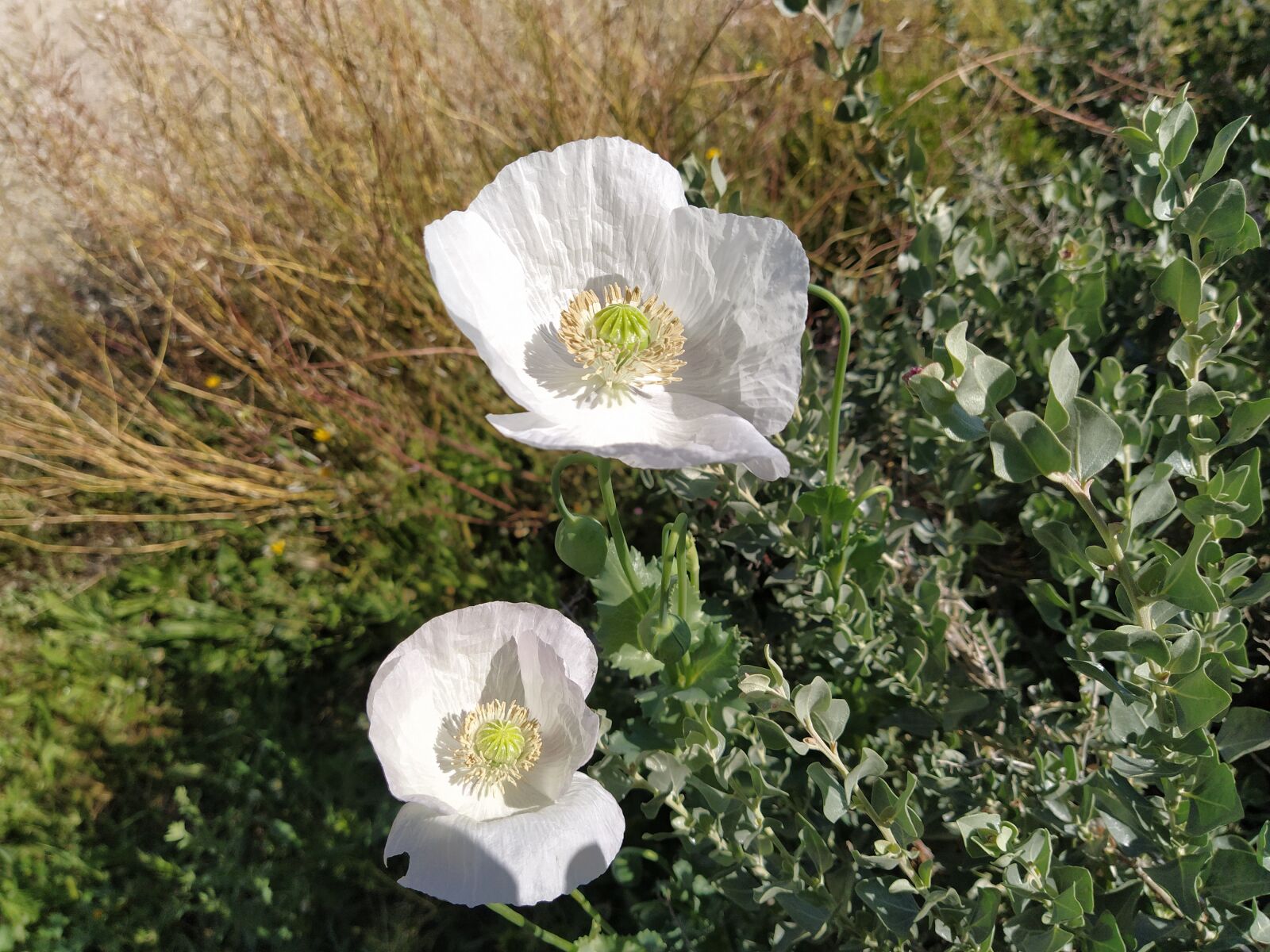 Xiaomi Mi A3 sample photo. Flower, poppies white, field photography