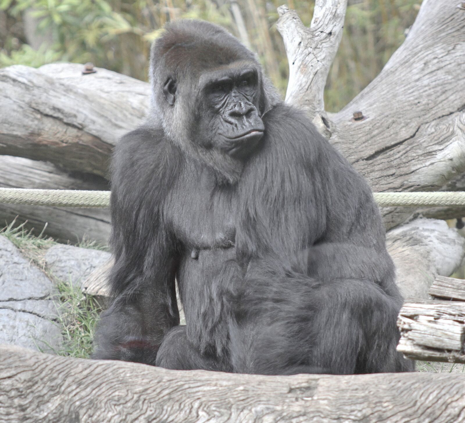 Canon EOS 500D (EOS Rebel T1i / EOS Kiss X3) sample photo. Monkey, ape, primate photography