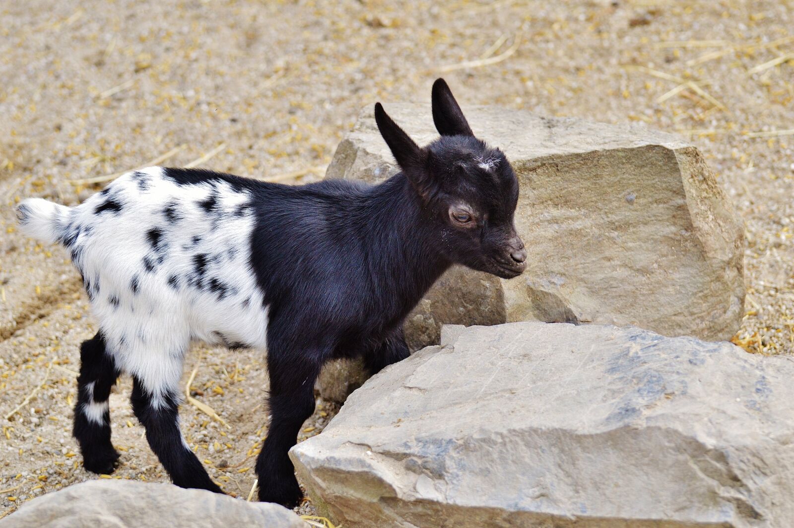Nikon D3200 sample photo. Goat, wildpark poing, young photography