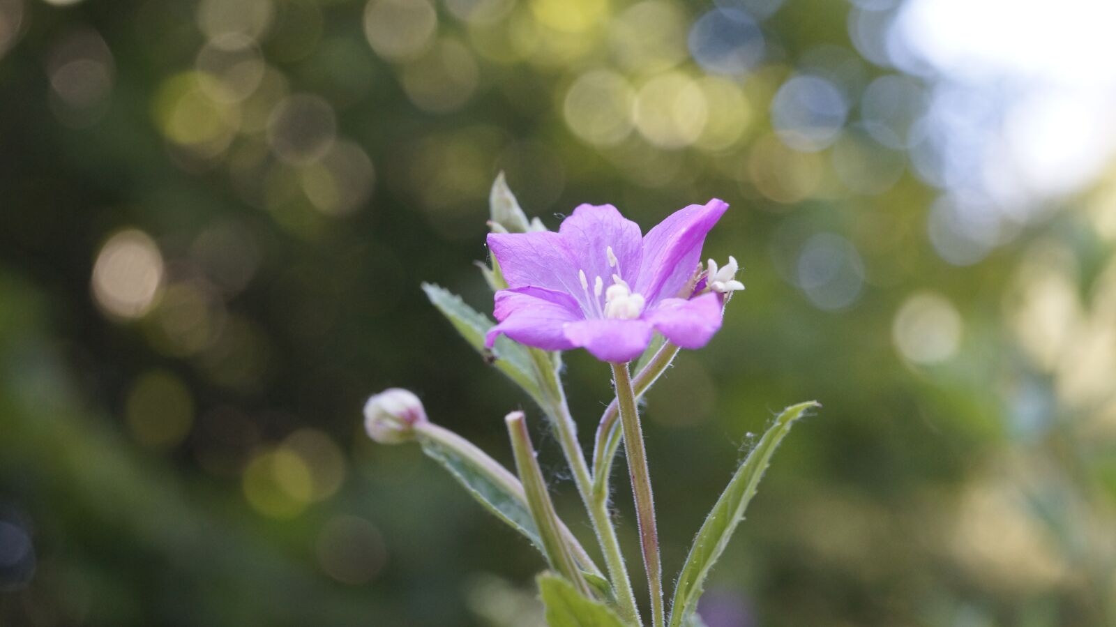 Sony DT 18-55mm F3.5-5.6 SAM II sample photo. Flower, purple, garden photography