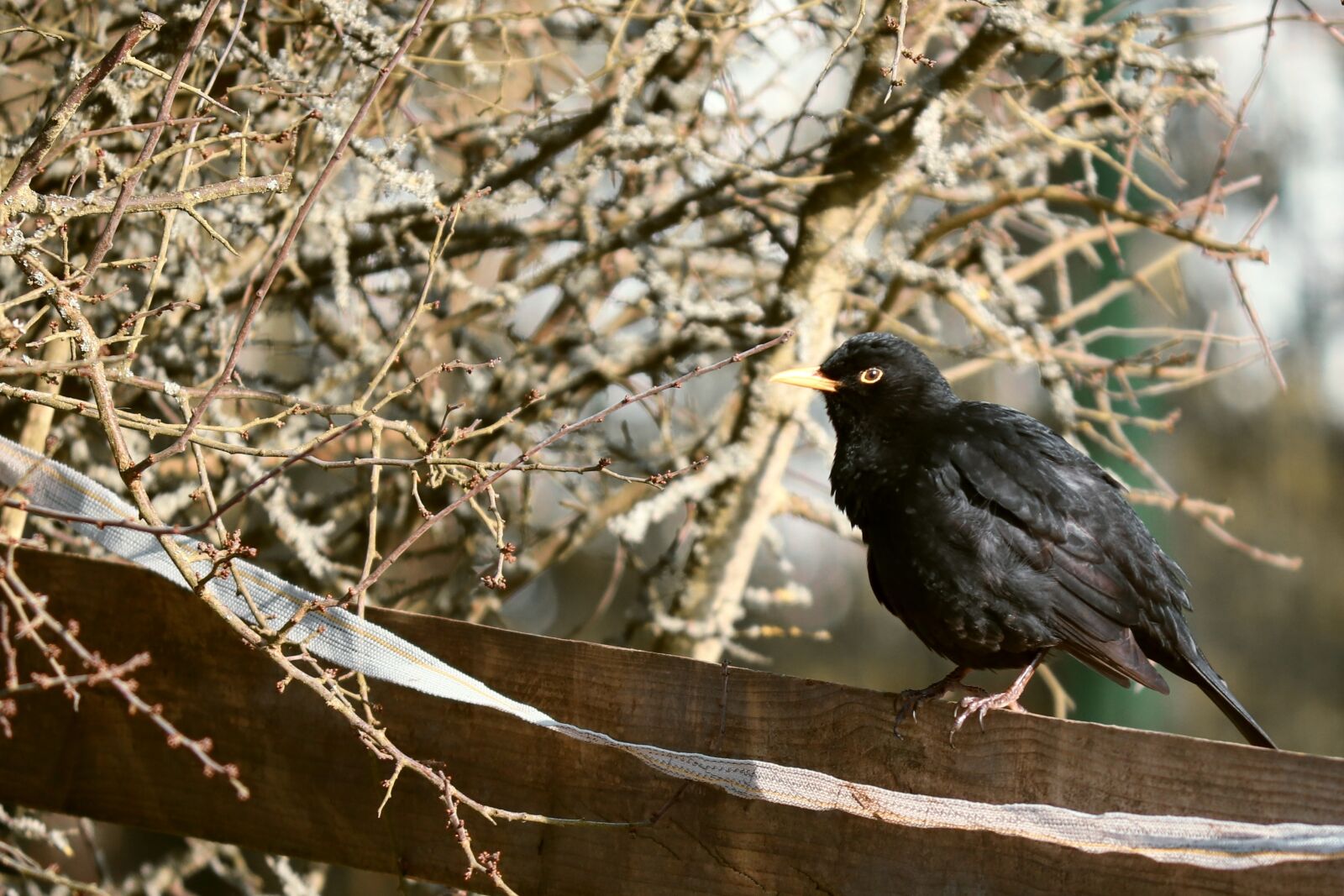 Canon EOS 200D (EOS Rebel SL2 / EOS Kiss X9) sample photo. Blackbird, bird, winter photography