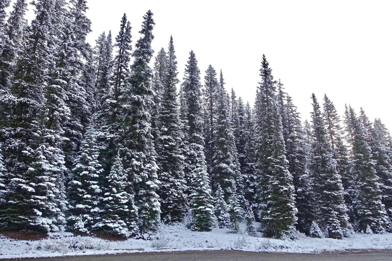 Sony Cyber-shot DSC-RX100 III sample photo. Trees, snow, forest photography