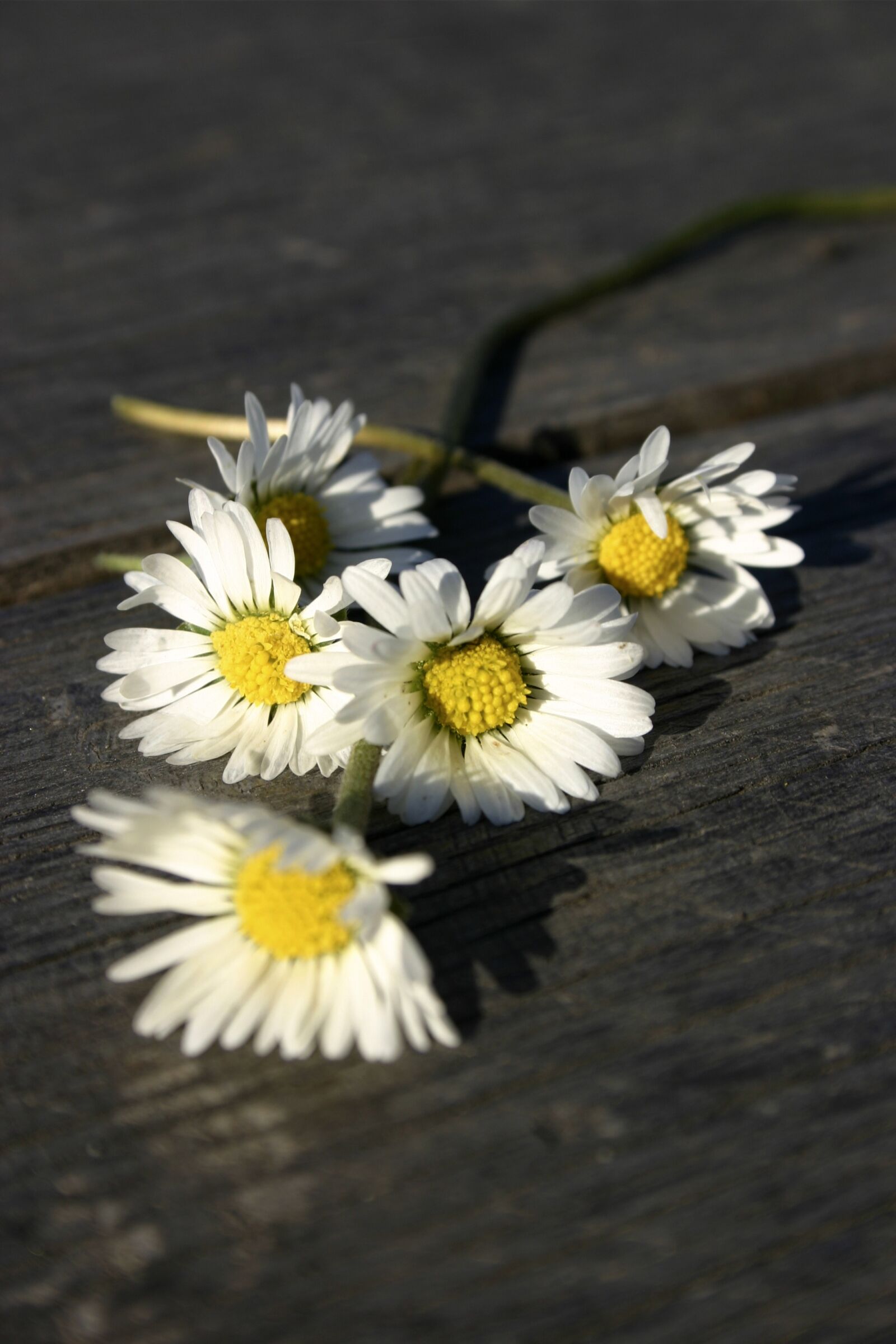 Canon EOS 300D (EOS Digital Rebel / EOS Kiss Digital) sample photo. White, flowers, daisy photography