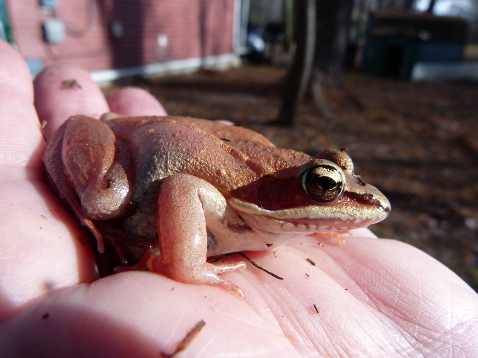 Panasonic Lumix DMC-FZ100 sample photo. Wood frog, pink, amphibian photography