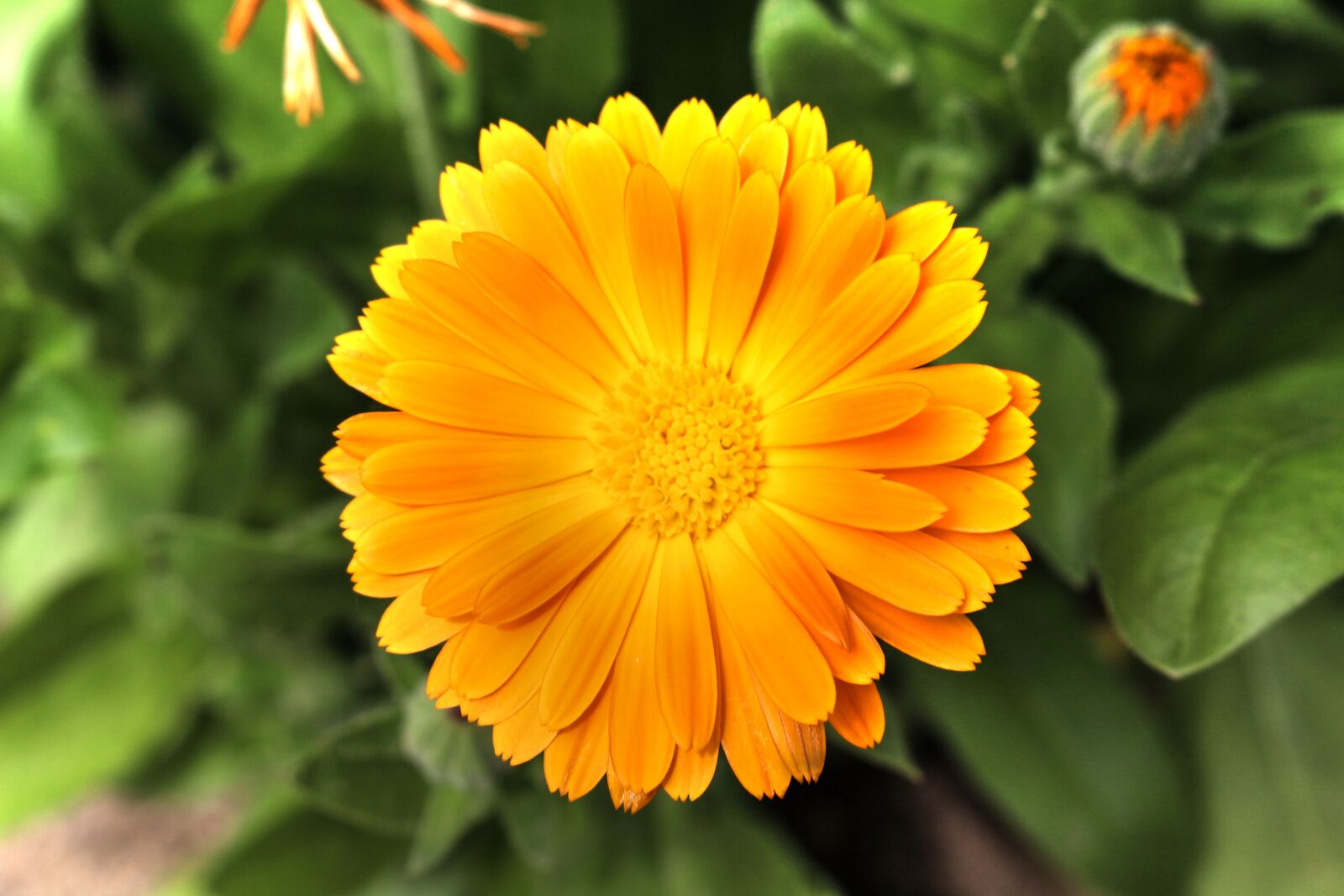 Canon EOS 700D (EOS Rebel T5i / EOS Kiss X7i) sample photo. Marigold, blossom, bloom photography
