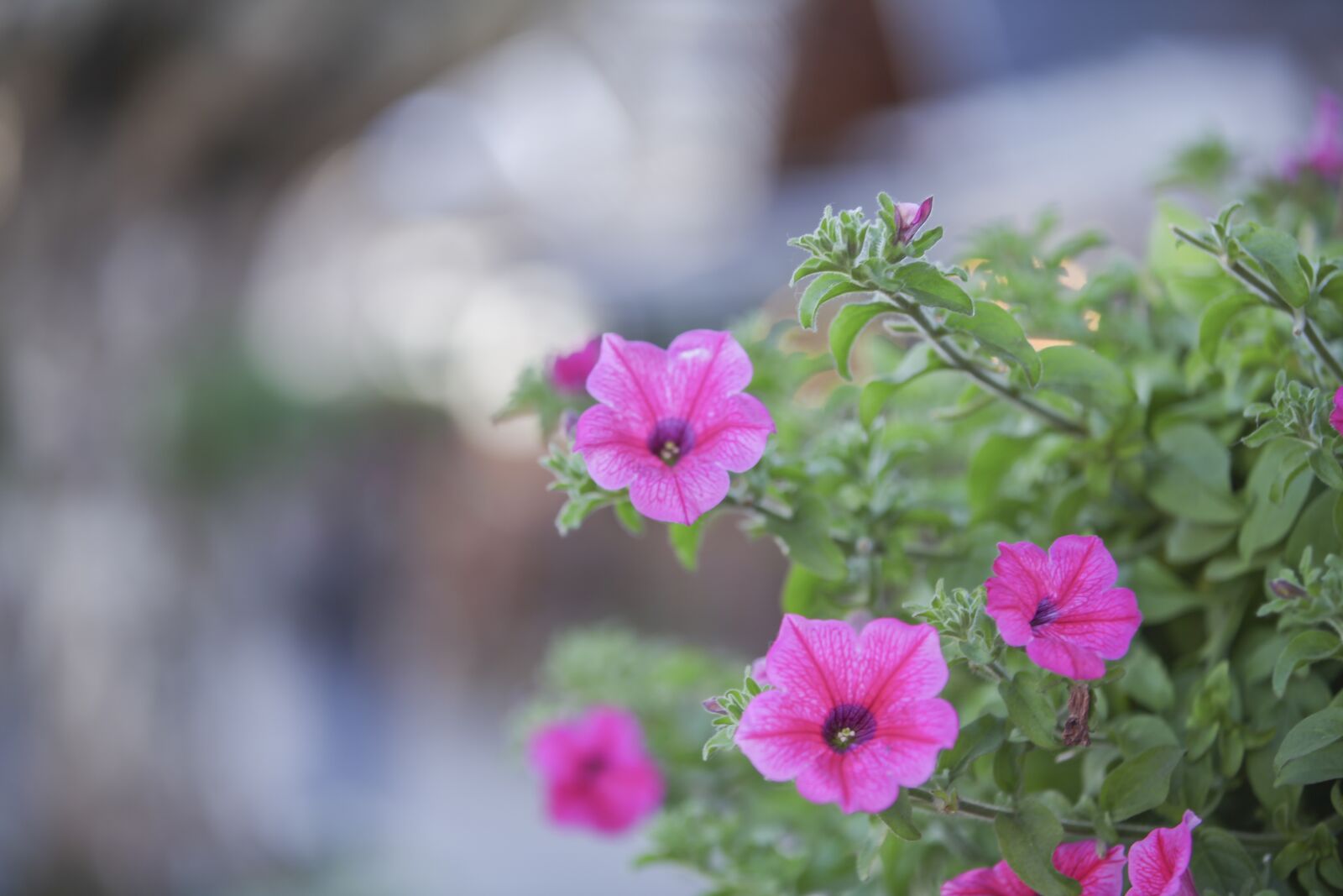 Canon EOS 5D Mark II + Canon EF 70-200mm F2.8L IS II USM sample photo. The flowers in the photography