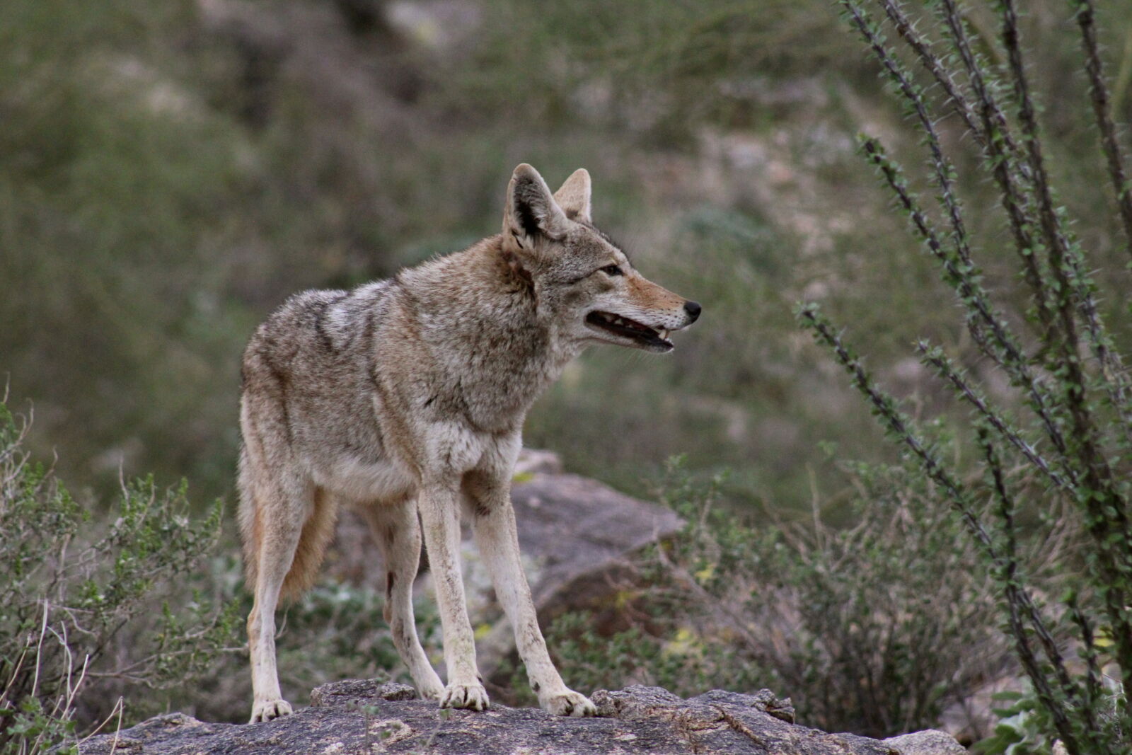Canon EF 75-300mm f/4-5.6 sample photo. Bush, coyote, fur, nature photography