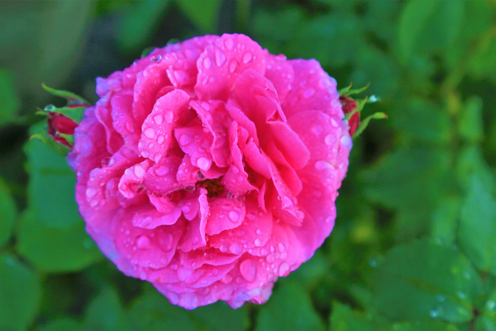 Canon EOS 5D Mark III sample photo. Rose, spring, pink photography