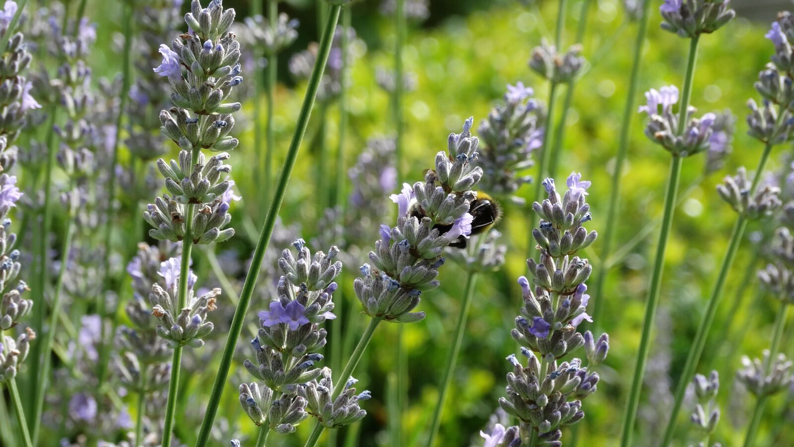 Sony Cyber-shot DSC-HX300 sample photo. Garden, lavender, provence photography