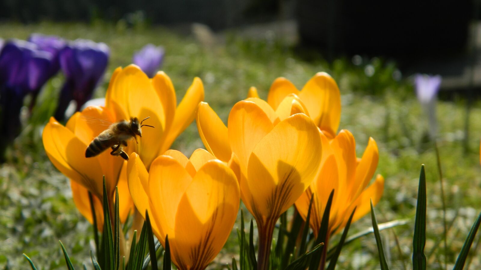 Nikon Coolpix L120 sample photo. Crocus, yellow, flower photography