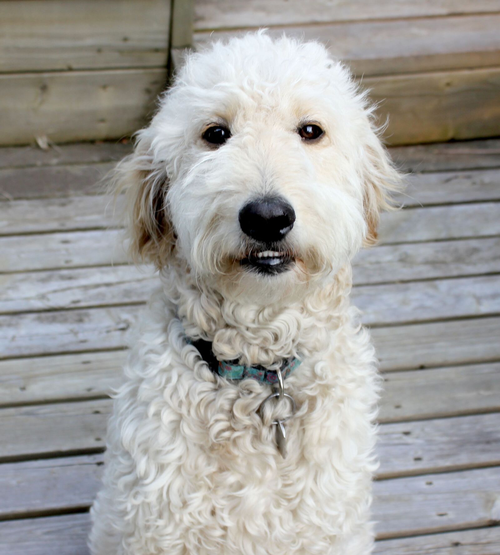 Canon EOS 550D (EOS Rebel T2i / EOS Kiss X4) sample photo. Dog, smiling, happy photography