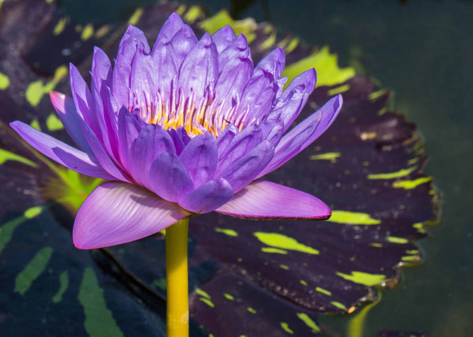 LUMIX G VARIO 100-300/F4.0-5.6II sample photo. Flower, water lily, aquatic photography