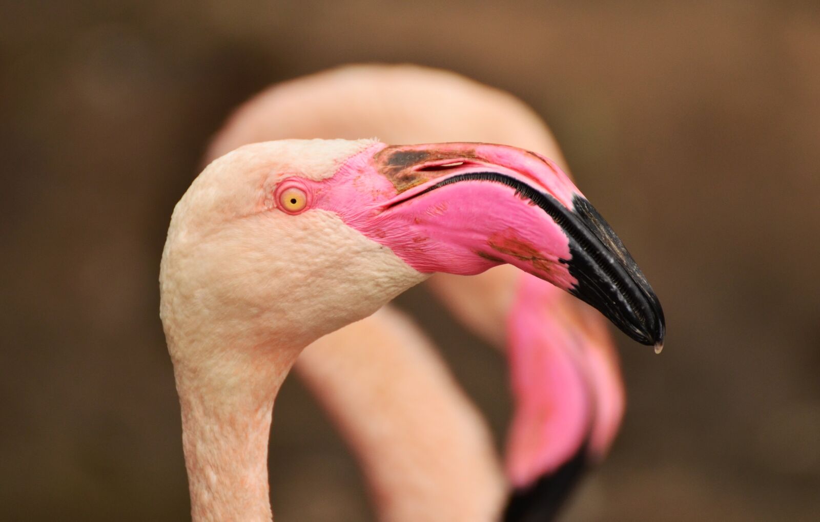 Nikon D5100 sample photo. Flamingo, bill, bird photography