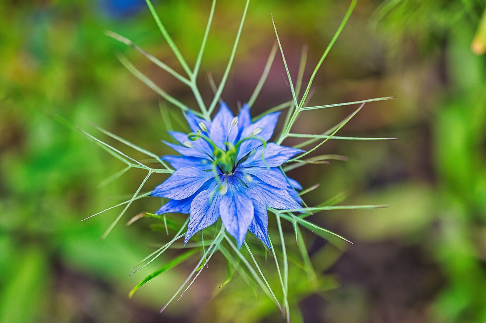 Nikon D3200 sample photo. Flower, flora, nature photography