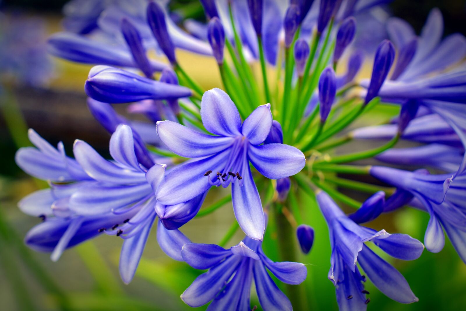 Nikon D5200 sample photo. Flower, blossom, bloom photography