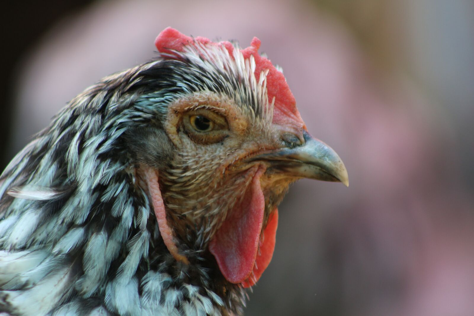 Canon EF75-300mm f/4-5.6 sample photo. Chicken, hen, poultry photography