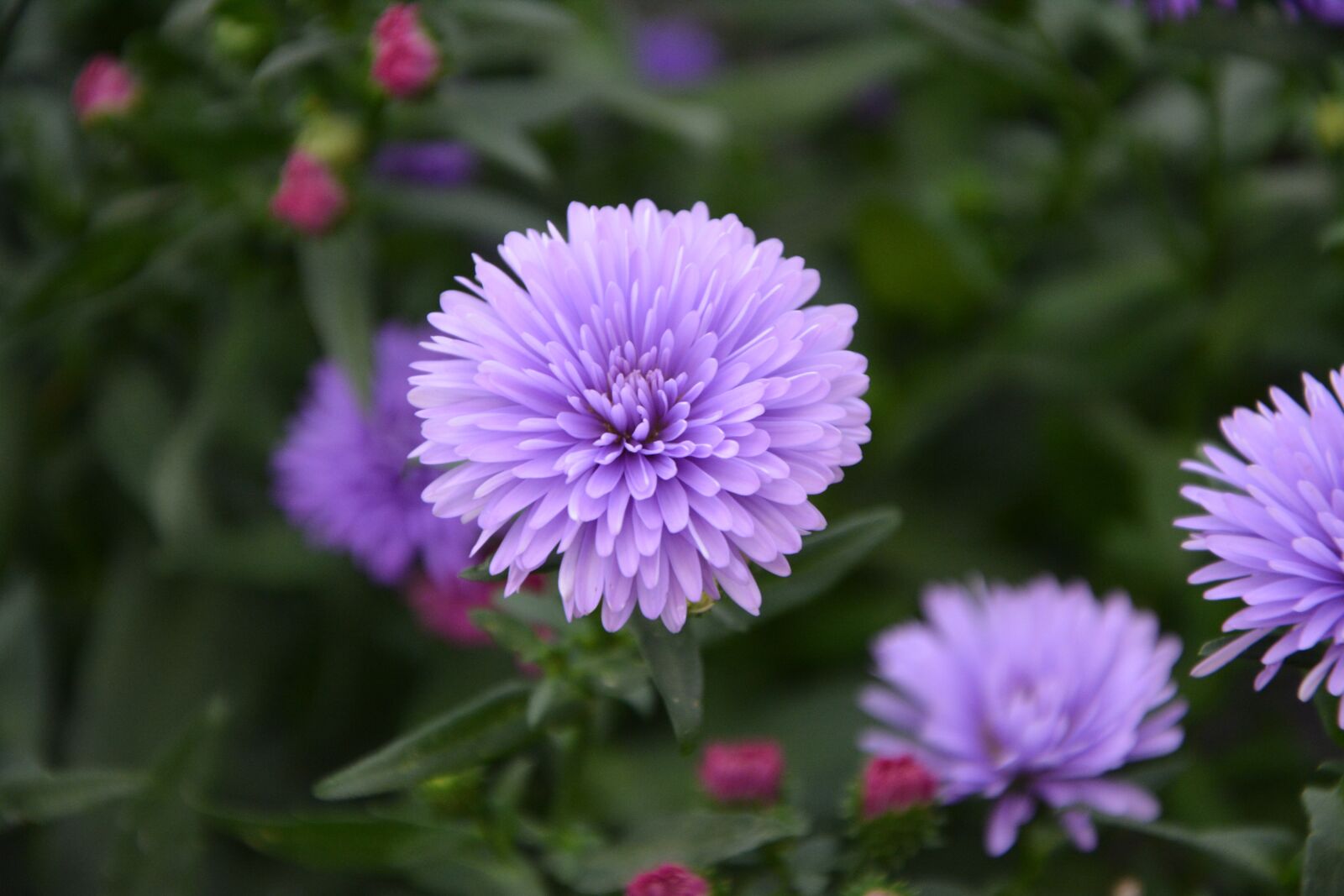 Nikon D5200 sample photo. Flower aster, purple flower photography