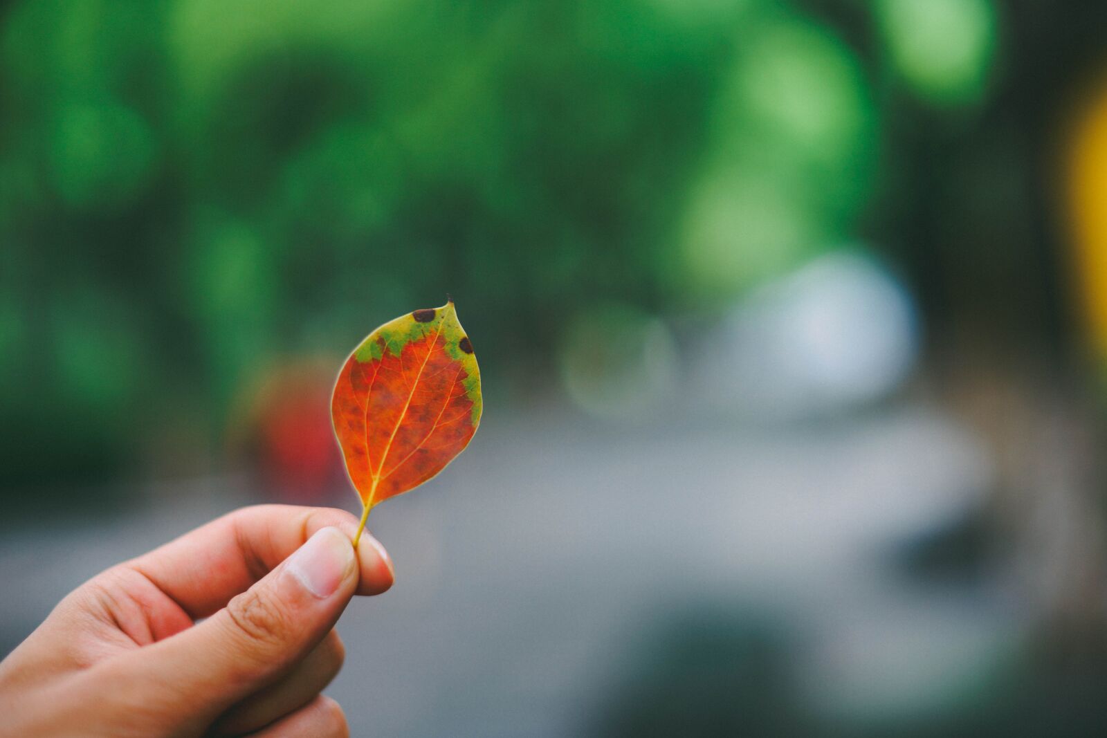 Minolta AF 50mm F1.4 [New] sample photo. The leaves, leaf, natural photography
