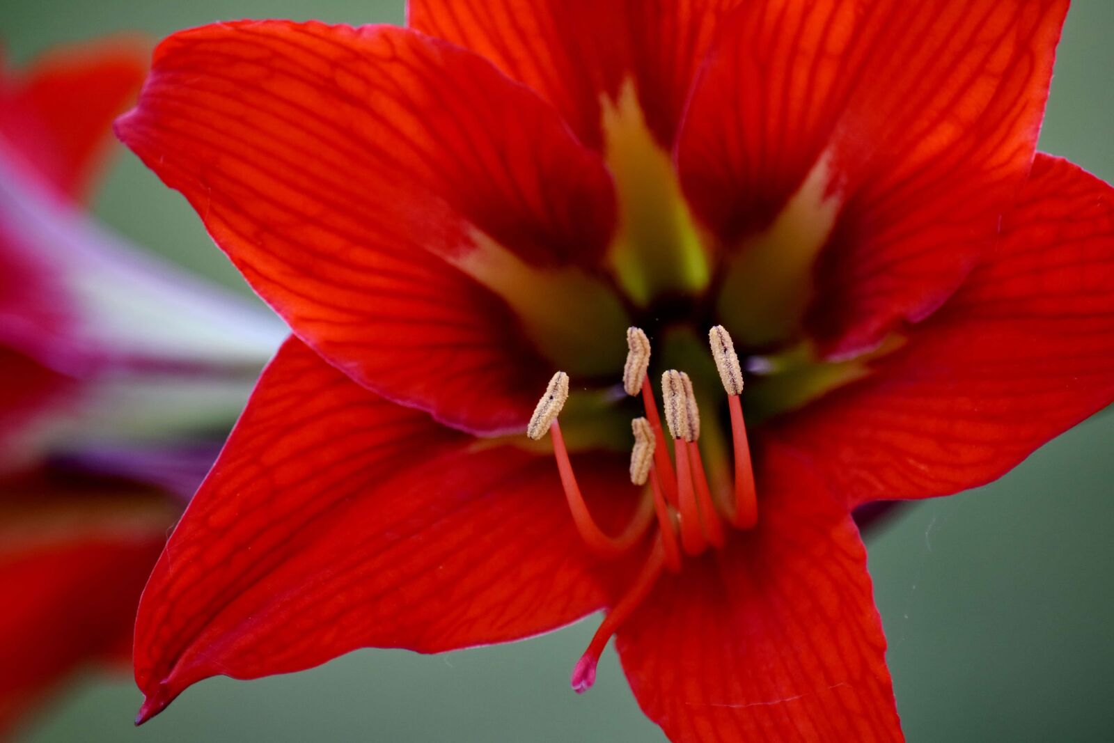 Nikon D5500 sample photo. Amaryllis, close-up, detail, focus photography