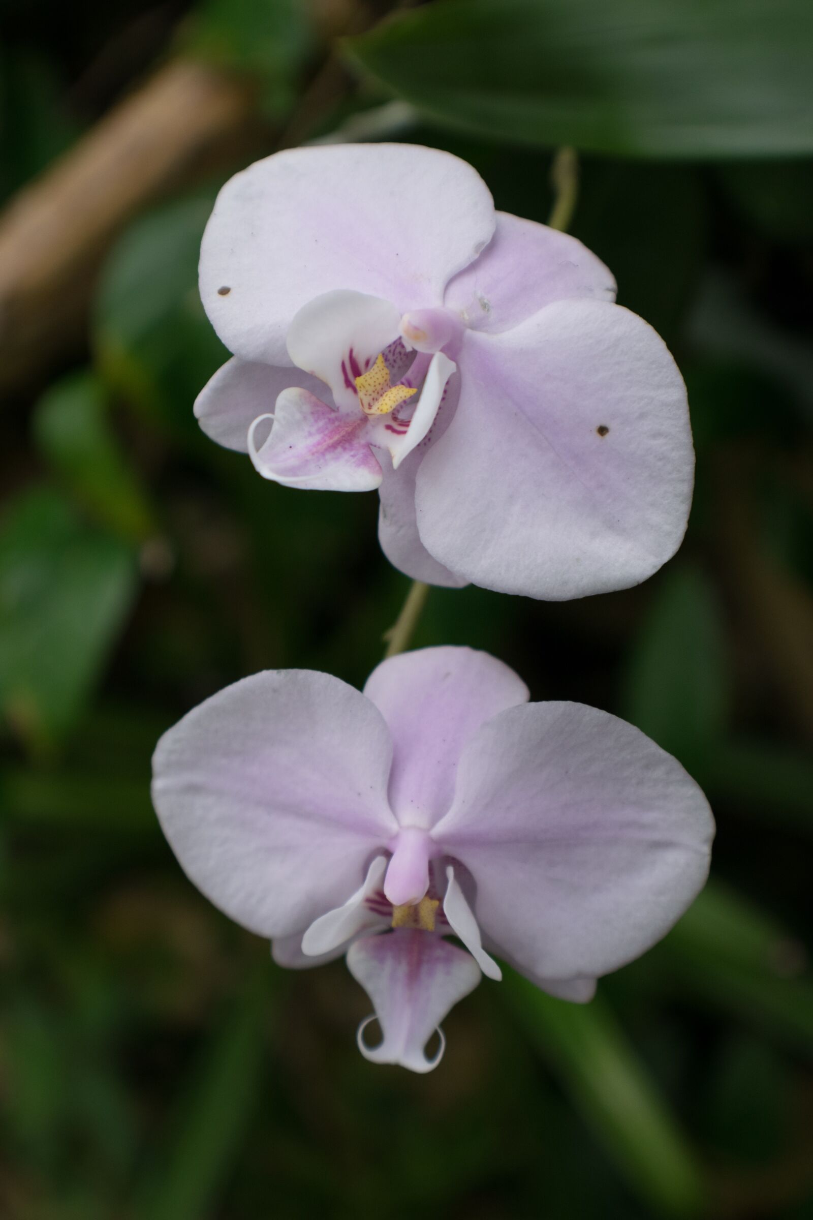 Nikon D3300 sample photo. Orchid, orchids, flowers photography